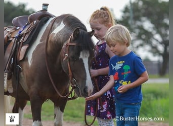 Amerykański koń miniaturowy, Wałach, 10 lat, 117 cm, Tobiano wszelkich maści