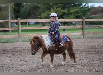 Amerykański koń miniaturowy, Wałach, 11 lat, 102 cm, Ciemnokasztanowata