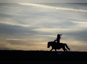 Amerykański koń miniaturowy, Wałach, 11 lat, 97 cm, Kara