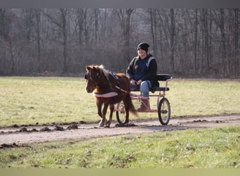 Amerykański koń miniaturowy, Wałach, 12 lat, 102 cm, Ciemnokasztanowata