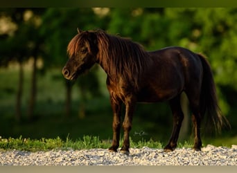 Amerykański koń miniaturowy, Wałach, 12 lat, 97 cm, Kara