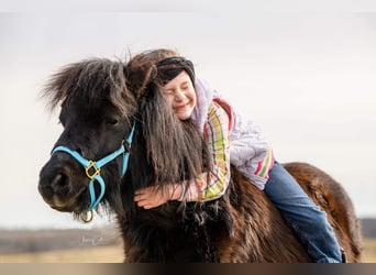 Amerykański koń miniaturowy, Wałach, 12 lat, 97 cm, Kara