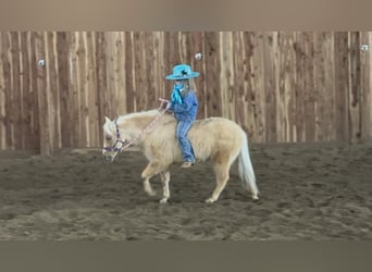 Amerykański koń miniaturowy, Wałach, 4 lat, 97 cm, Dunalino