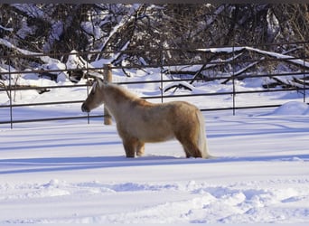 Amerykański koń miniaturowy, Wałach, 4 lat, 97 cm, Dunalino