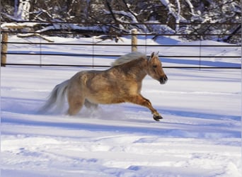 Amerykański koń miniaturowy, Wałach, 5 lat, 97 cm, Dunalino