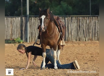 Amerykański koń miniaturowy, Wałach, 9 lat, 117 cm, Tobiano wszelkich maści