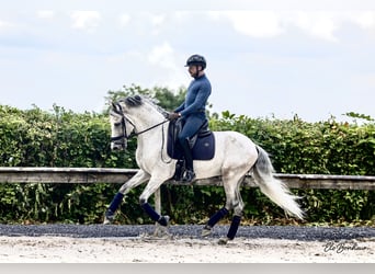 Andalou, Étalon, 10 Ans, 160 cm, Gris moucheté