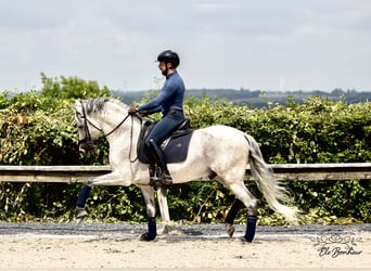 Andalou, Étalon, 10 Ans, 160 cm, Gris moucheté