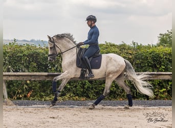 Andalou, Étalon, 10 Ans, 160 cm, Gris moucheté