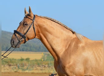 Andalou, Étalon, 10 Ans, 160 cm, Palomino