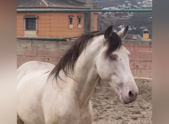 Andalou, Étalon, 11 Ans, 148 cm, Champagne