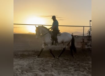 Andalou, Étalon, 11 Ans, 148 cm, Champagne