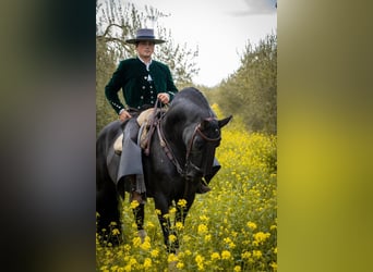 Andalou Croisé, Étalon, 11 Ans, 155 cm, Noir