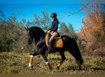 Andalou Croisé, Étalon, 11 Ans, 155 cm, Noir