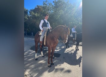 Andalou, Étalon, 11 Ans, 165 cm, Alezan