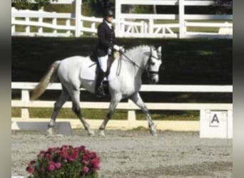 Andalou, Étalon, 12 Ans, 157 cm, Gris