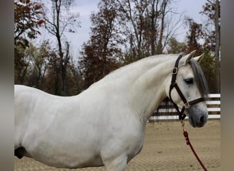 Andalou, Étalon, 12 Ans, 157 cm, Gris