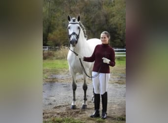 Andalou, Étalon, 12 Ans, 157 cm, Gris