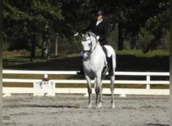 Andalou, Étalon, 12 Ans, 157 cm, Gris