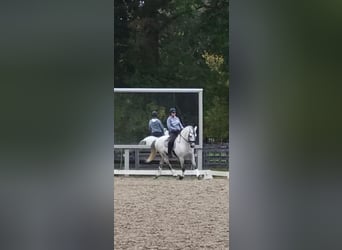 Andalou, Étalon, 12 Ans, 157 cm, Gris