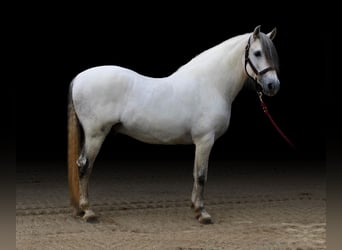 Andalou, Étalon, 12 Ans, 157 cm, Gris