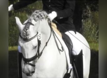 Andalou, Étalon, 12 Ans, 157 cm, Gris