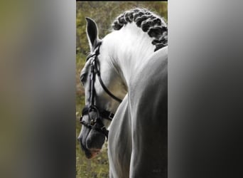 Andalou, Étalon, 12 Ans, 157 cm, Gris