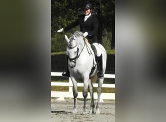 Andalou, Étalon, 12 Ans, 157 cm, Gris