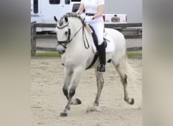 Andalou, Étalon, 12 Ans, 157 cm, Gris