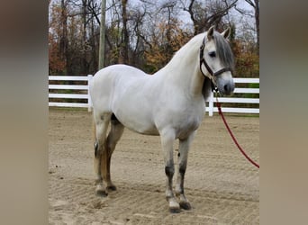 Andalou, Étalon, 12 Ans, 157 cm, Gris