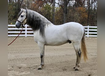Andalou, Étalon, 12 Ans, 157 cm, Gris