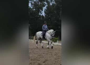 Andalou, Étalon, 12 Ans, 157 cm, Gris