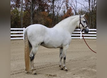 Andalou, Étalon, 12 Ans, 157 cm, Gris