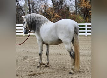Andalou, Étalon, 12 Ans, 157 cm, Gris