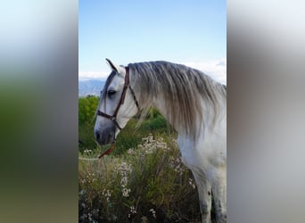 Andalou, Étalon, 12 Ans, 163 cm, Gris