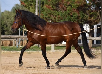 Andalou, Étalon, 13 Ans, 157 cm, Bai