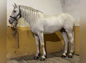 Andalou, Étalon, 13 Ans, 164 cm, Peut devenir gris