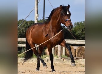 Andalou, Étalon, 14 Ans, 157 cm, Bai