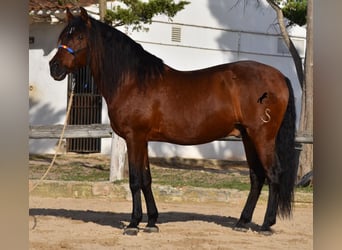 Andalou, Étalon, 14 Ans, 157 cm, Bai