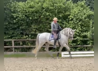 Andalou, Étalon, 15 Ans, 162 cm, Gris