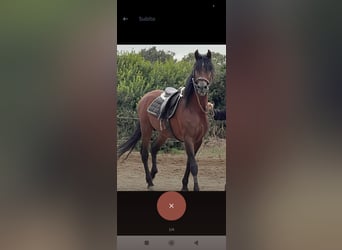 Andalou, Étalon, 17 Ans, 165 cm, Bai