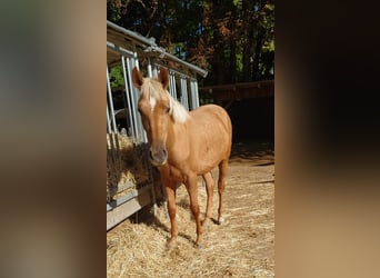 Andalou, Étalon, 1 Année, 140 cm, Palomino