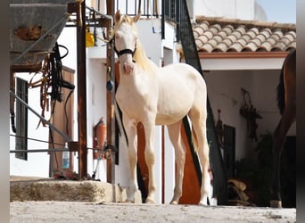 Andalou, Étalon, 1 Année, 145 cm, Cremello