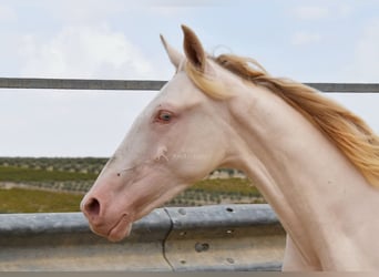 Andalou, Étalon, 1 Année, 145 cm, Cremello