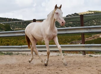 Andalou, Étalon, 1 Année, 145 cm, Cremello