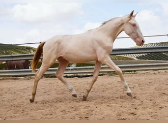 Andalou, Étalon, 1 Année, 145 cm, Cremello