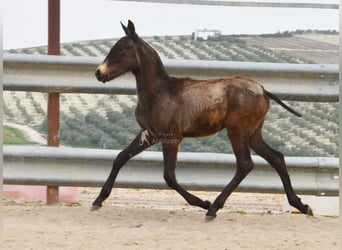 Andalou, Étalon, 1 Année, 155 cm
