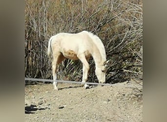 Andalou, Étalon, 1 Année, 158 cm, Cremello