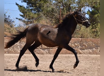 Andalou, Étalon, 1 Année, 160 cm, Noir