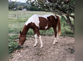 Andalou, Étalon, 1 Année, 160 cm, Pinto